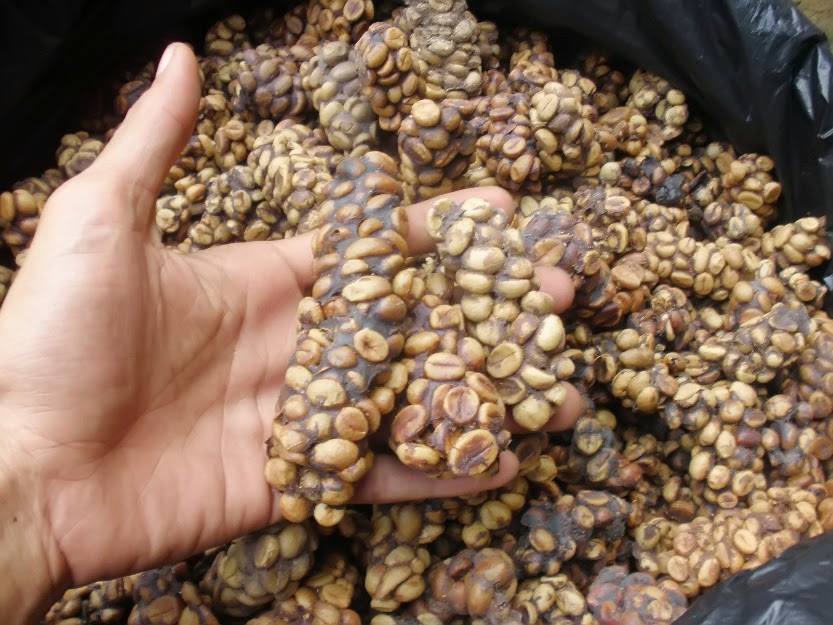 kopi luwak